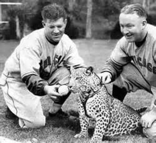Leopard