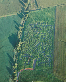 Corn Maze